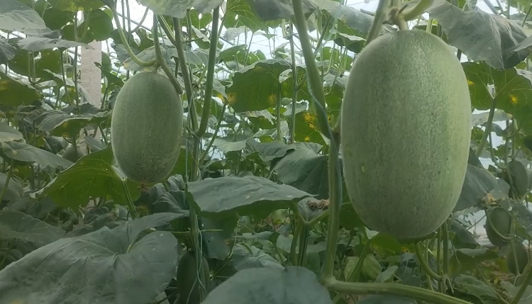 必赢：人间丨“地表最强菜贩子”王建文：一年卖菜46亿想让全国都知道寿光蔬菜的好(图2)