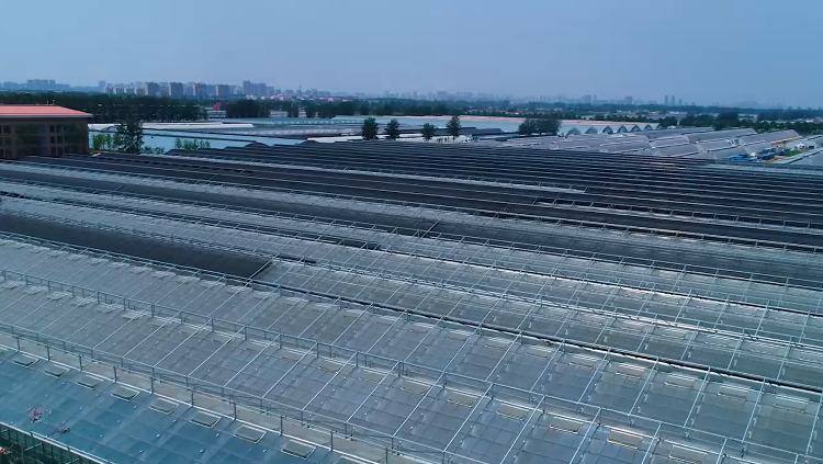 必赢：人间丨“地表最强菜贩子”王建文：一年卖菜46亿想让全国都知道寿光蔬菜的好(图3)