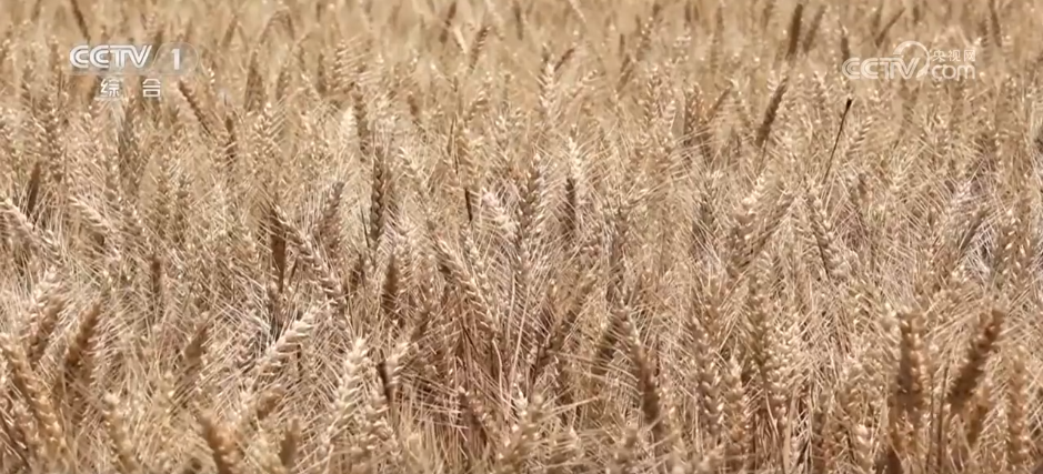 必赢：万物至盛欣欣向荣希望的田野上奏响丰收“欢歌”(图1)