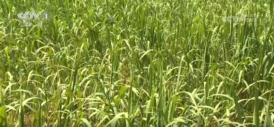 必赢：万物至盛欣欣向荣希望的田野上奏响丰收“欢歌”(图2)