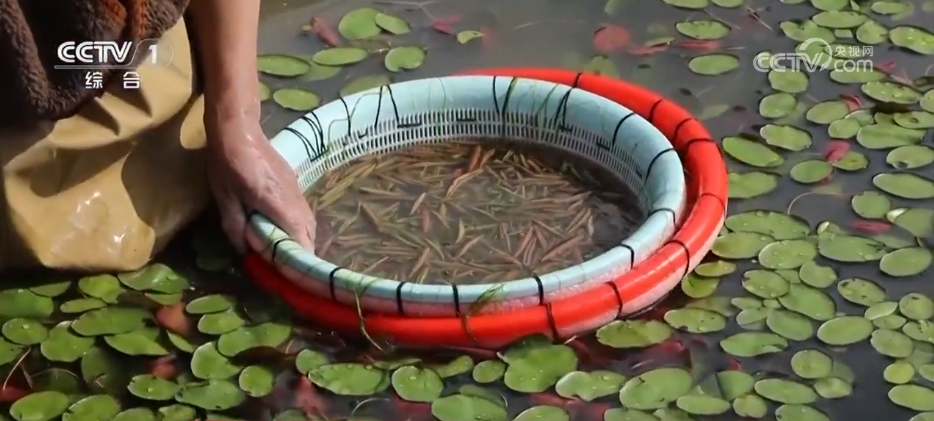 必赢：万物至盛欣欣向荣希望的田野上奏响丰收“欢歌”(图3)