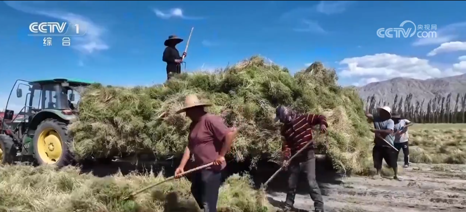 必赢：万物至盛欣欣向荣希望的田野上奏响丰收“欢歌”(图4)