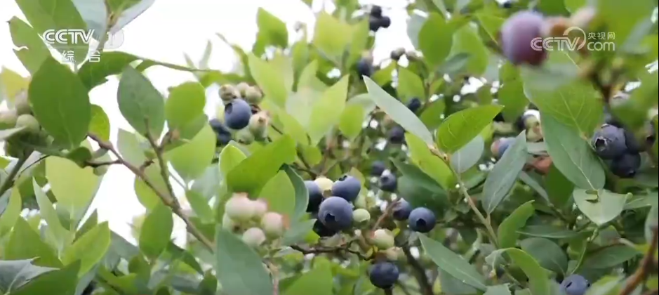 必赢：万物至盛欣欣向荣希望的田野上奏响丰收“欢歌”(图5)