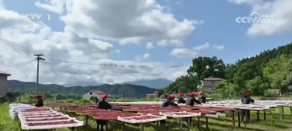 必赢：万物至盛欣欣向荣希望的田野上奏响丰收“欢歌”(图6)