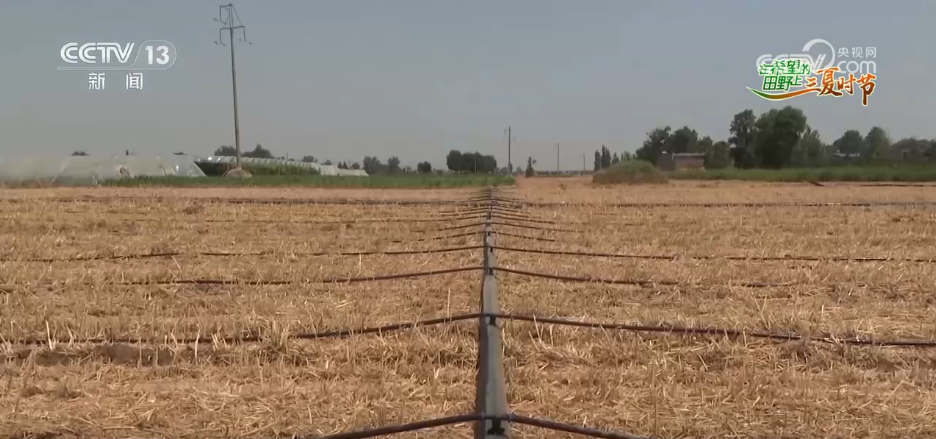 必赢：万物至盛欣欣向荣希望的田野上奏响丰收“欢歌”(图11)