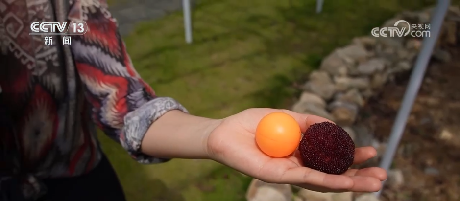 必赢：万物至盛欣欣向荣希望的田野上奏响丰收“欢歌”(图14)