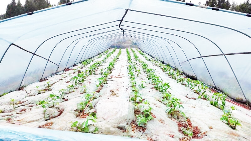 bwin网站：四川达州：春耕备耕忙不停整地育秧齐发力(图3)