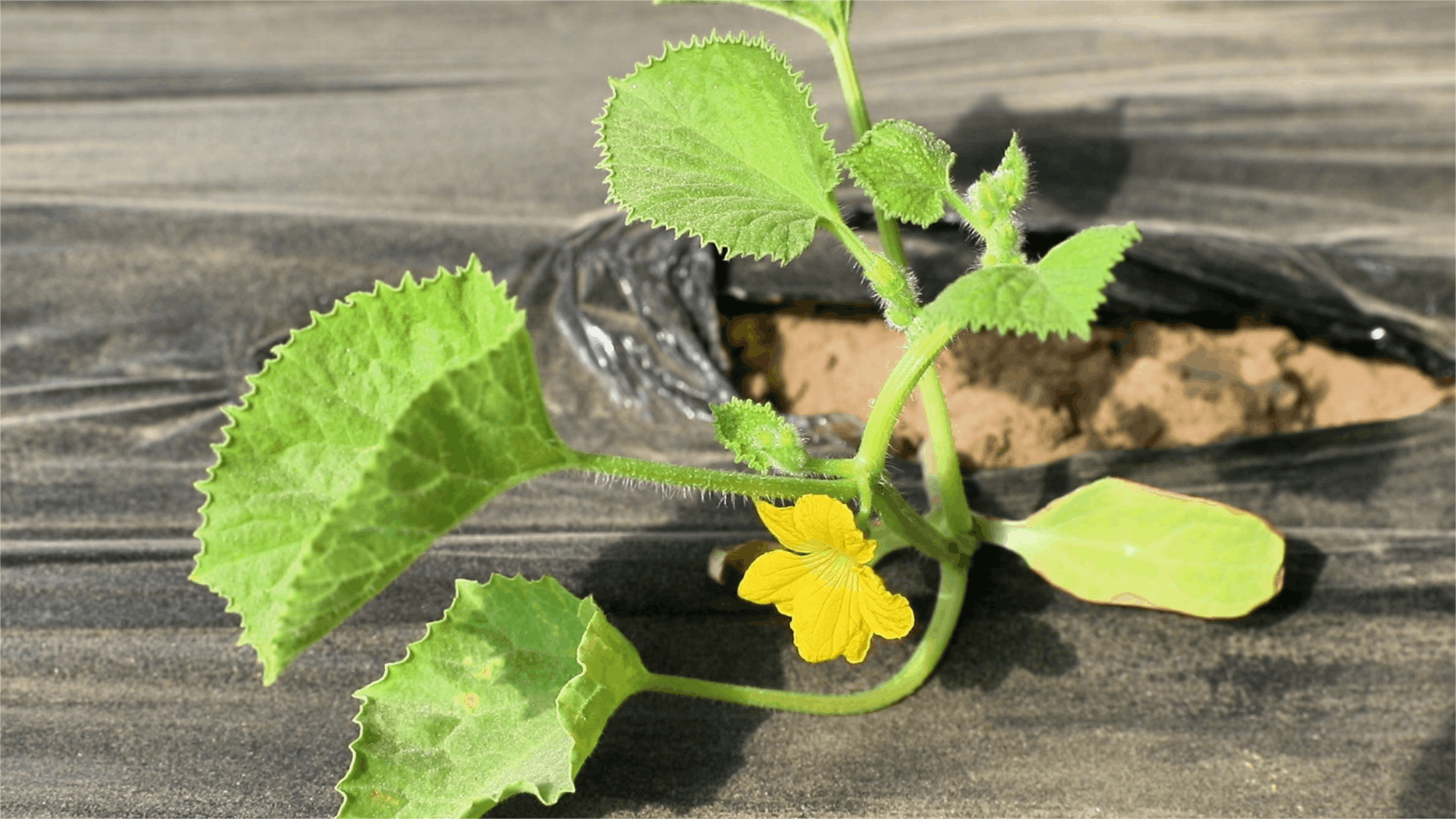 必赢：高质量发展“新”速度丨科技赋能引领新疆农业的智慧跨越(图7)