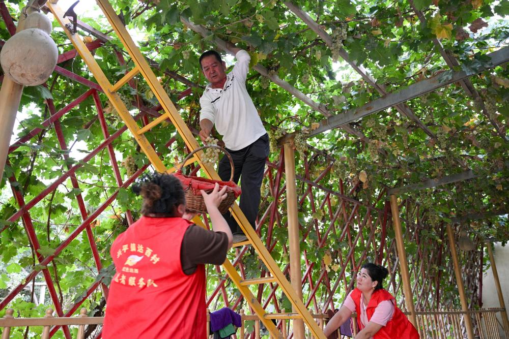 必赢国际：潮涌新疆70年小村新变：达西村里的幸福日子(图4)