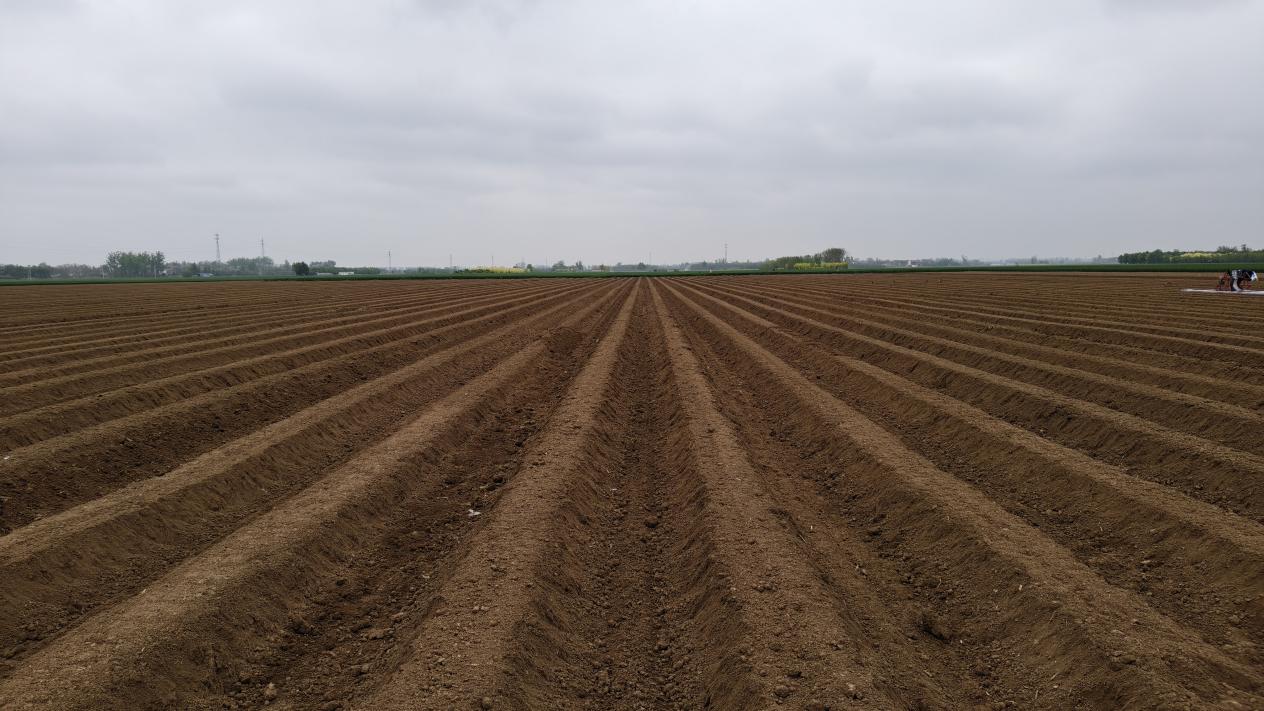 必赢国际：许昌鄢陵：起垄施肥绘春景精耕细作促振兴(图1)