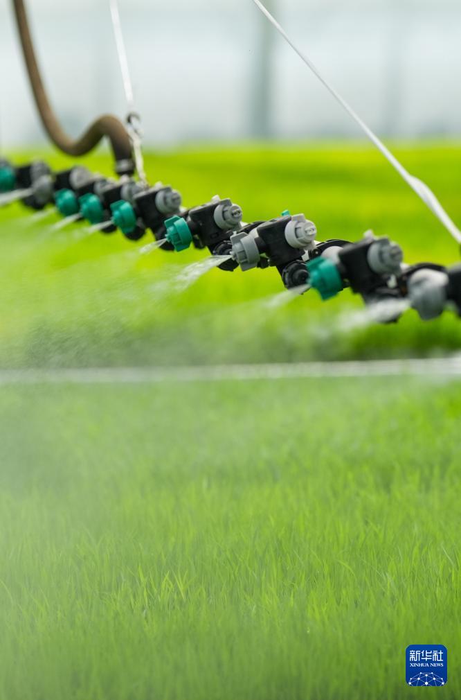 必赢国际：四川富顺：“再生稻之乡”育秧栽插正当时(图1)