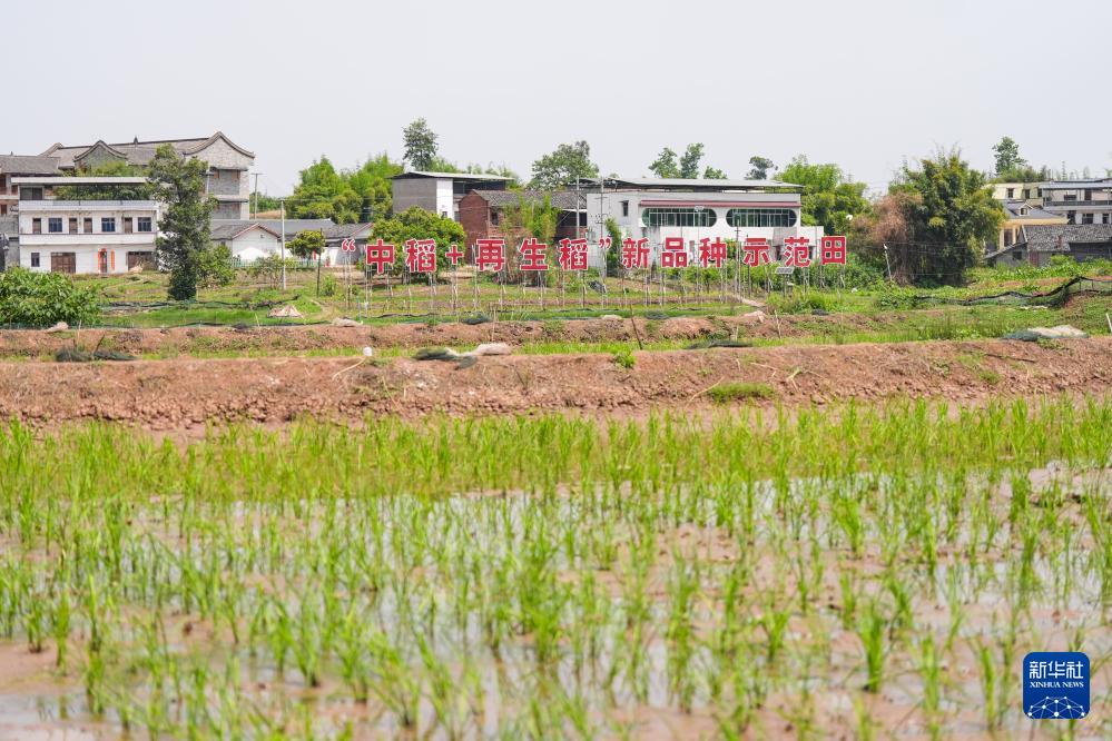 必赢国际：四川富顺：“再生稻之乡”育秧栽插正当时(图2)