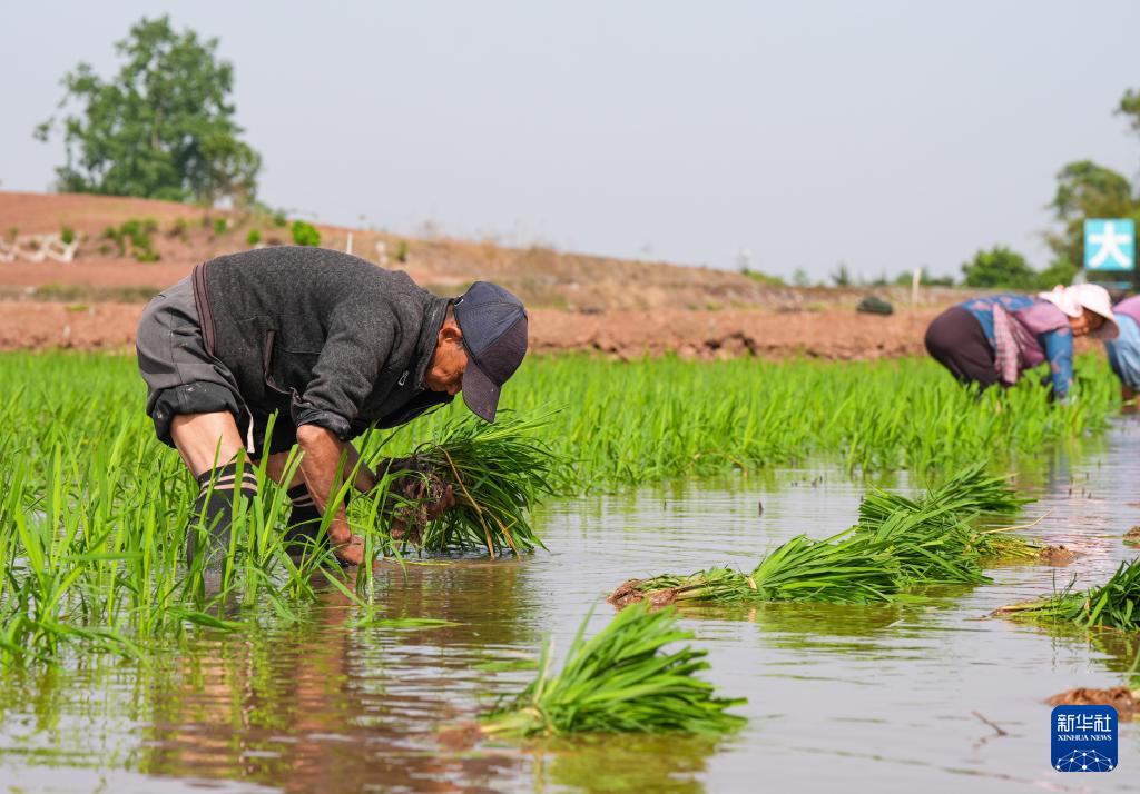 必赢国际：四川富顺：“再生稻之乡”育秧栽插正当时(图4)