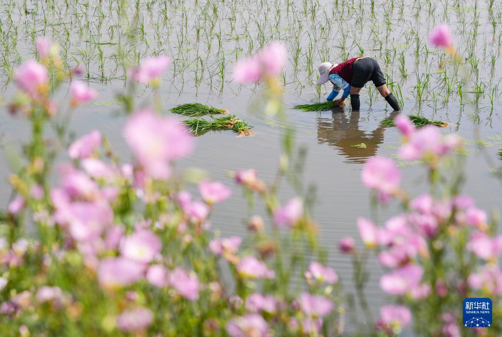 必赢国际：四川富顺：“再生稻之乡”育秧栽插正当时(图3)