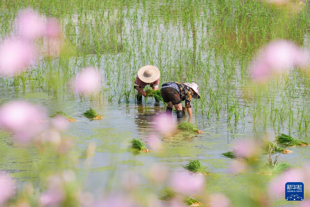 必赢国际：四川富顺：“再生稻之乡”育秧栽插正当时(图5)