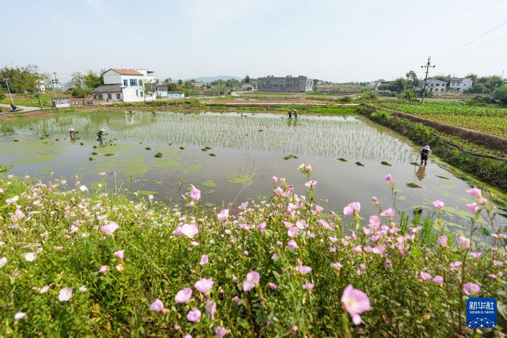 必赢国际：四川富顺：“再生稻之乡”育秧栽插正当时(图6)